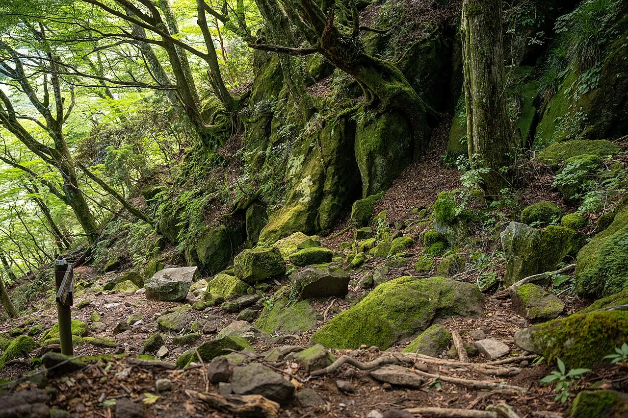 苔むした岩と木々が続く天城山の登山道