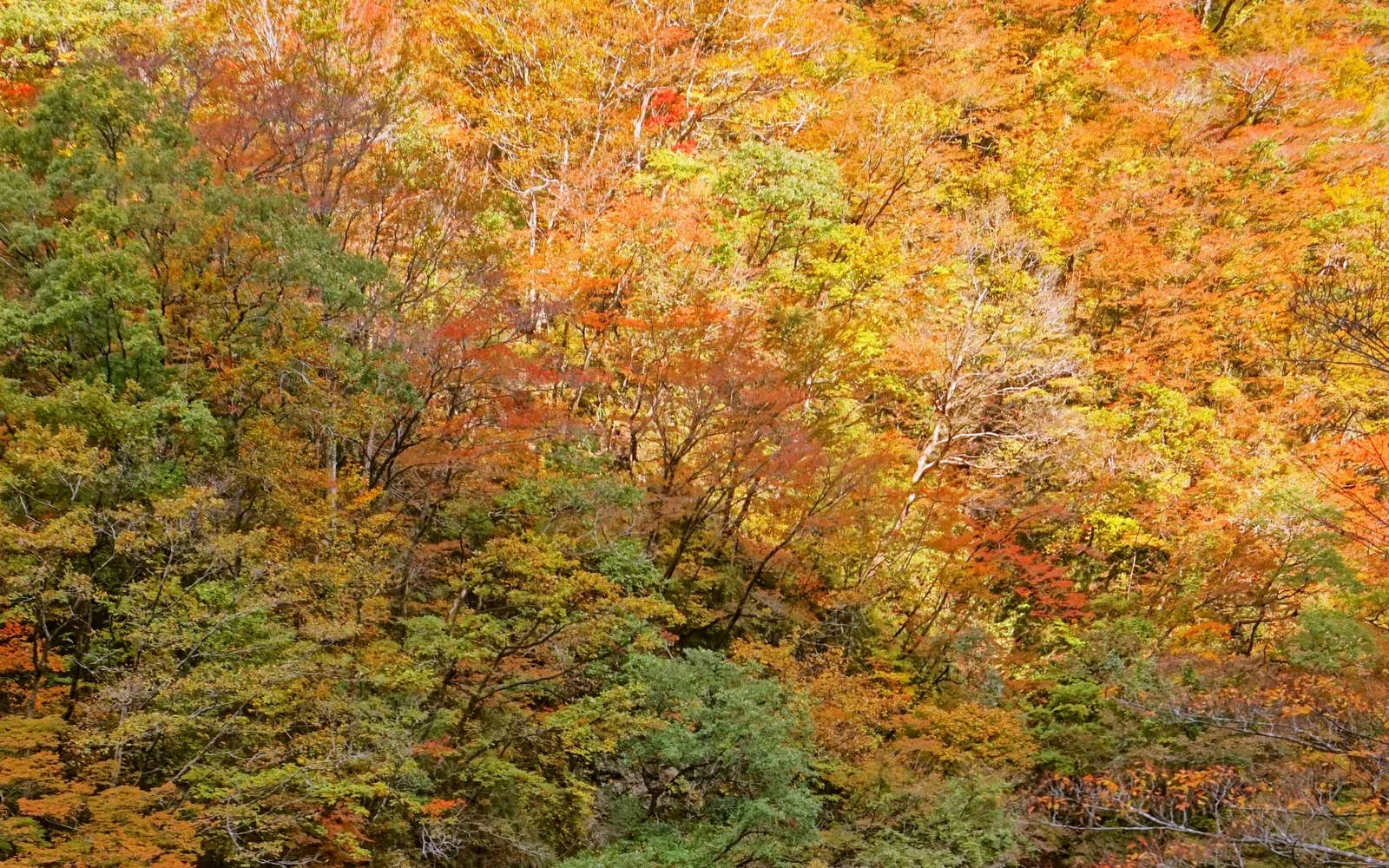 紅葉した渓谷沿いの道と、落ち葉が積もった地面
