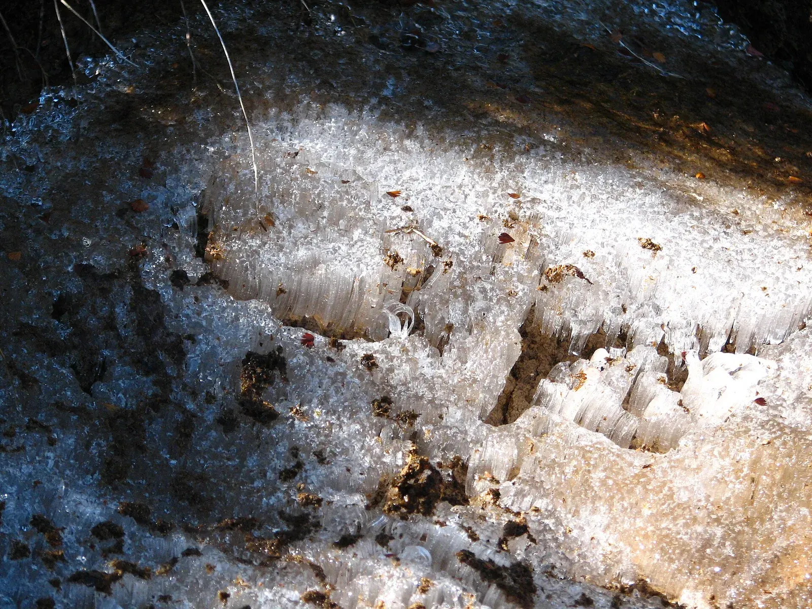 土の表面から細い氷の柱が束になって伸びている霜柱