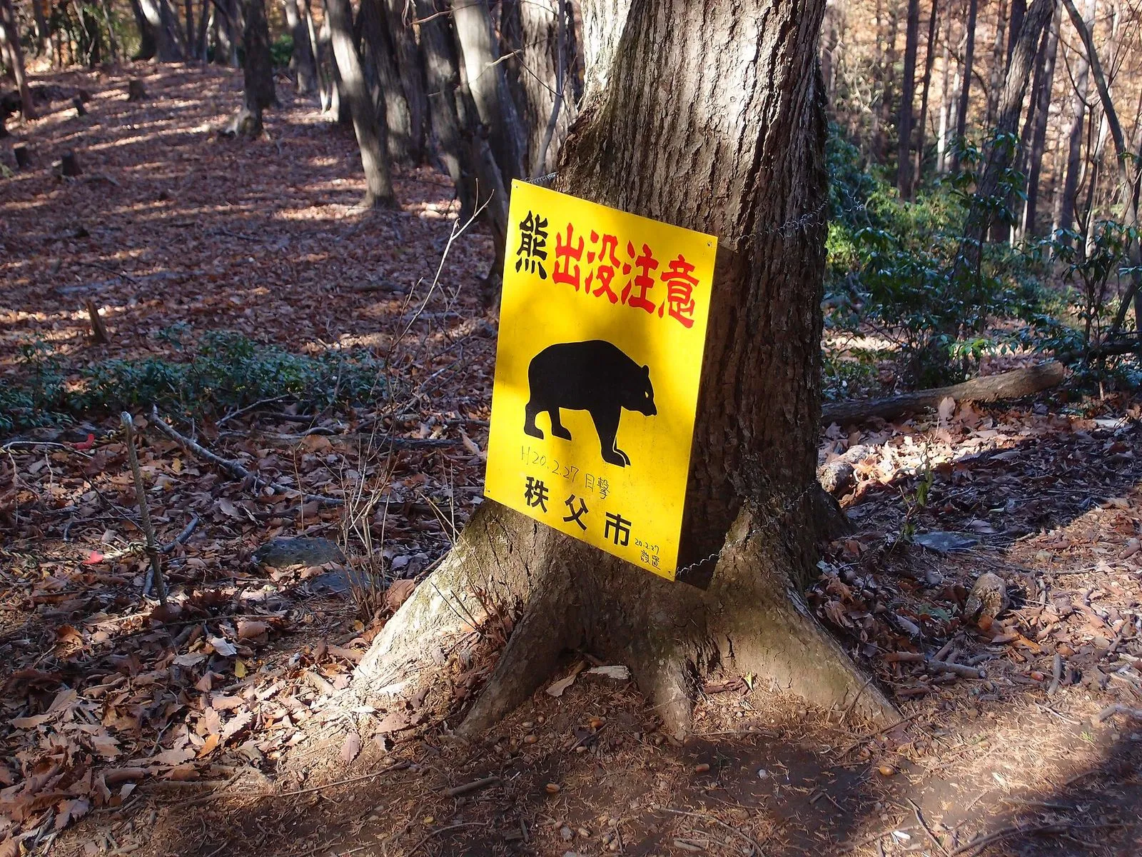 一棵树上挂着的黄色警示牌，黑熊剪影和日文“熊出没注意”，旁边是落叶覆盖的步道