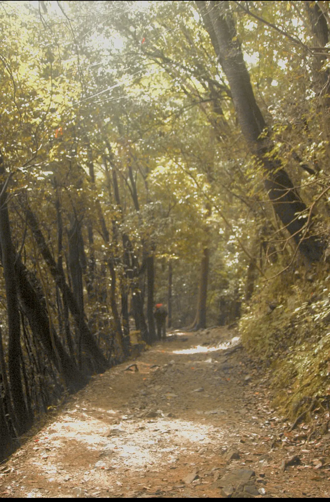 高尾山の稲荷山コースの、木々に囲まれた土の登山道