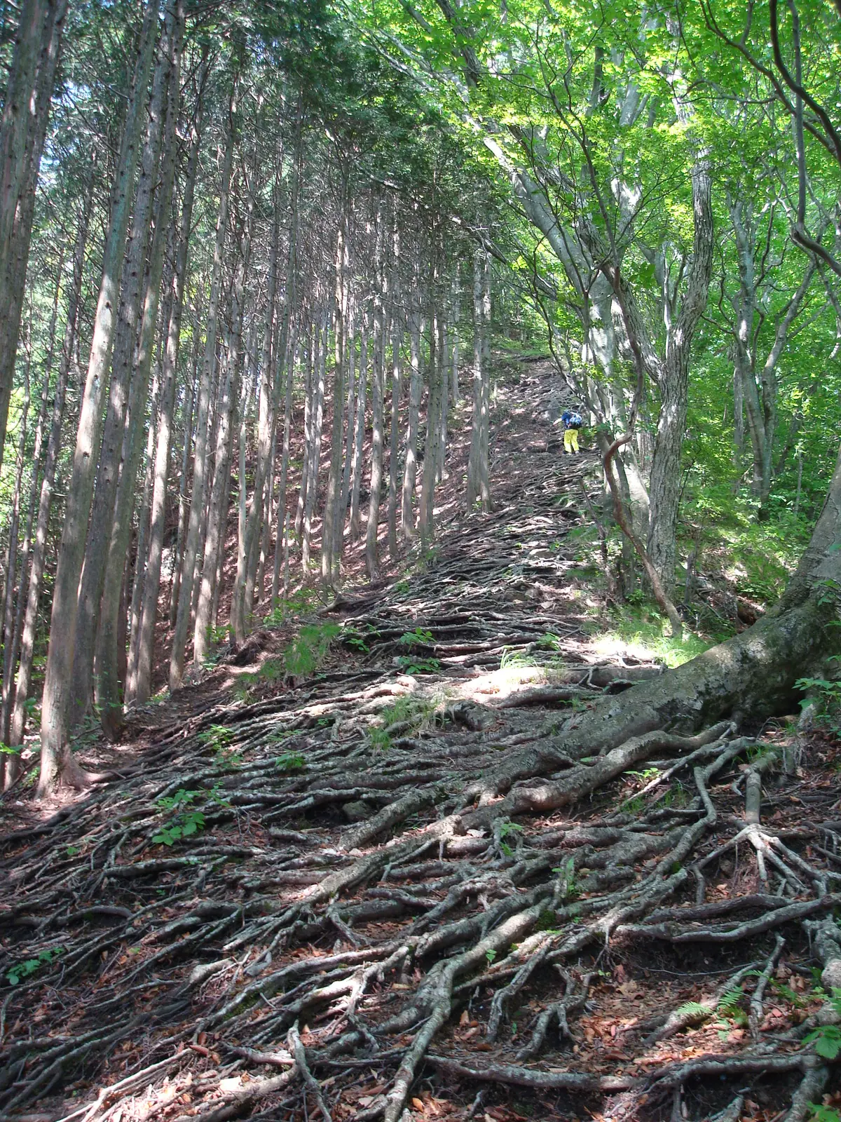 杉林の中の登山道に、木の根が網の目のように張り出している様子
