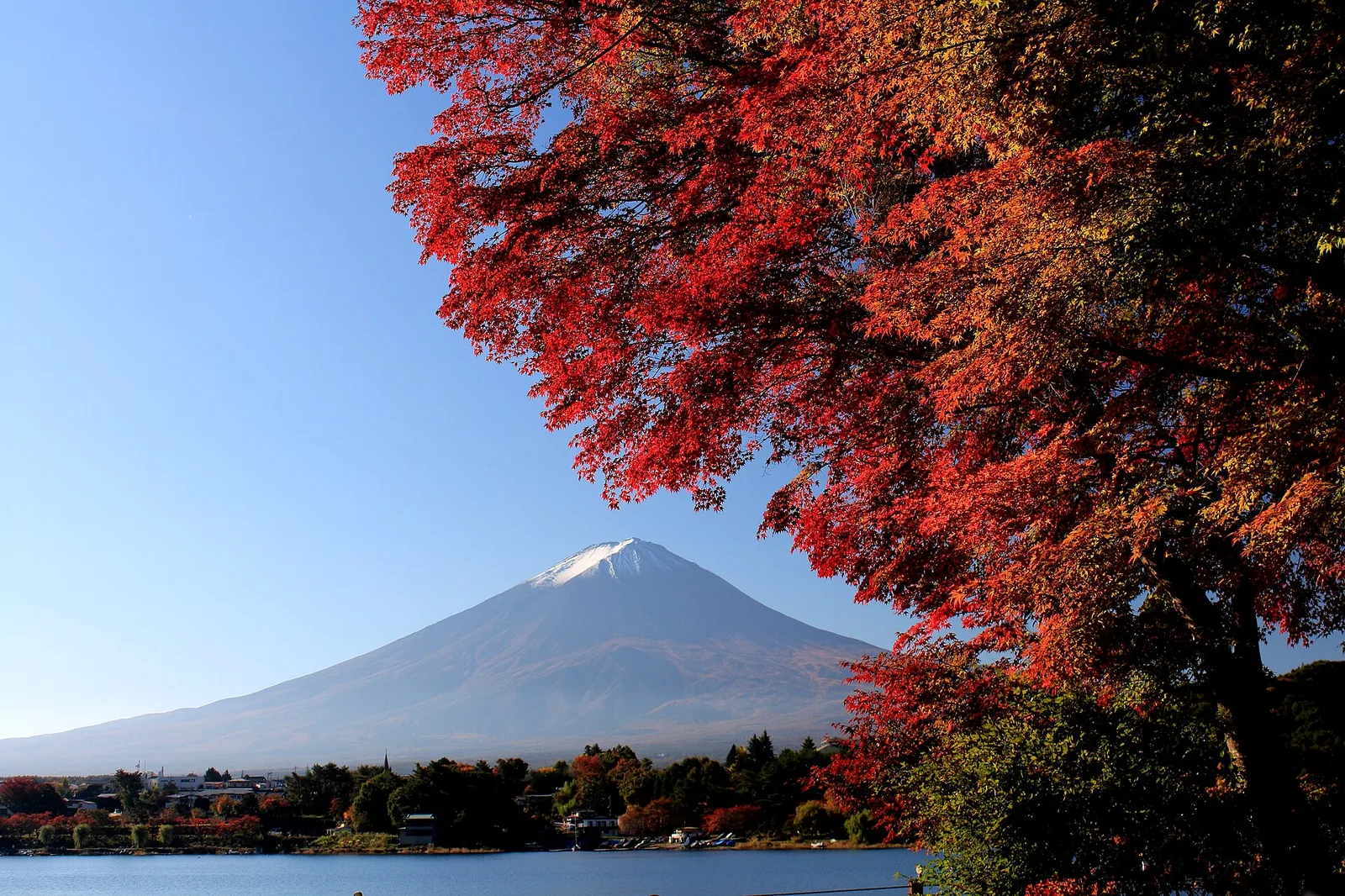 河口湖畔の赤い紅葉の向こうに、山頂付近が雪で白くなった富士山