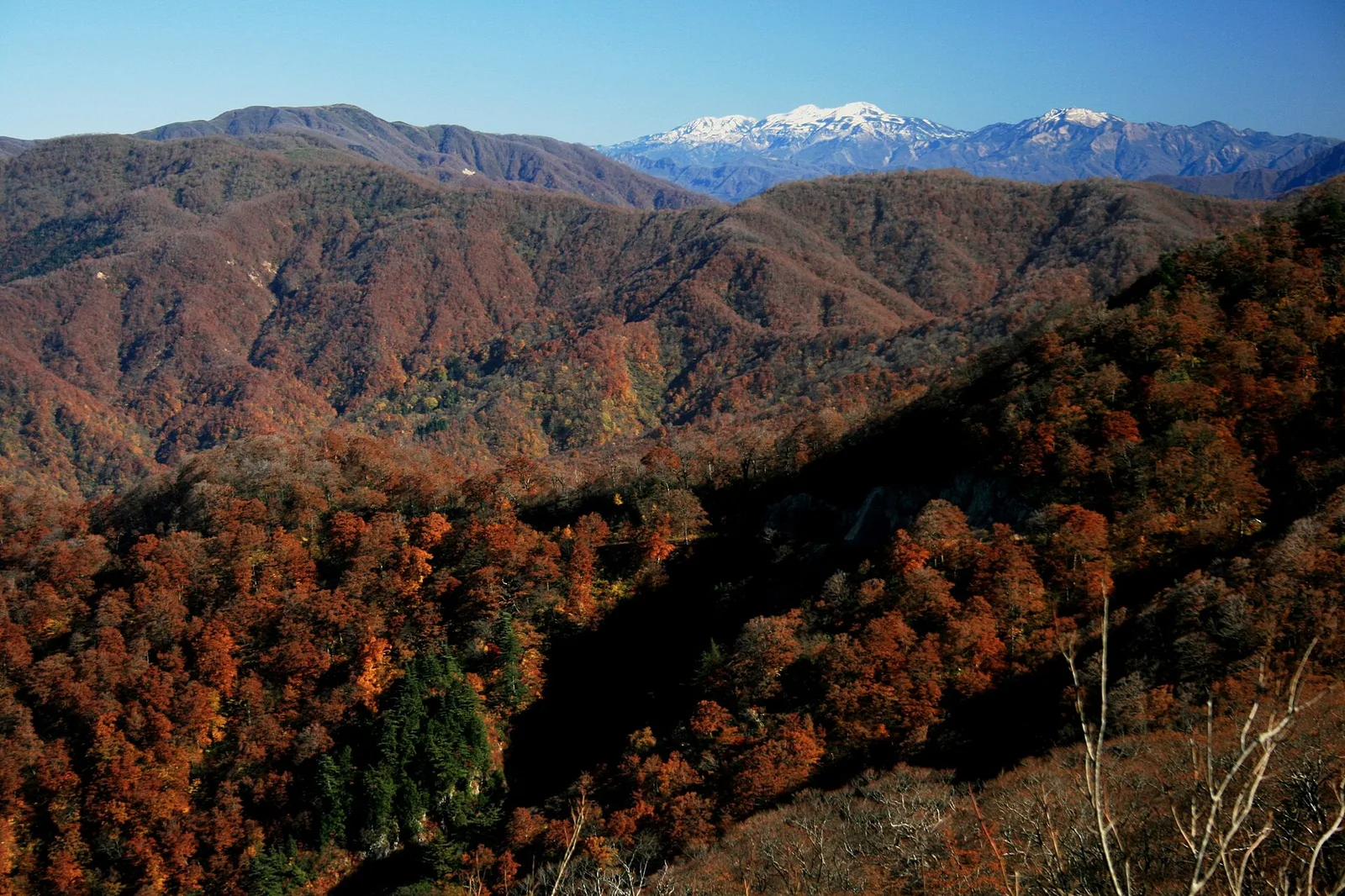 冠山峠から見た、山頂付近が雪で白くなった白山と、手前の紅葉の残る山並み