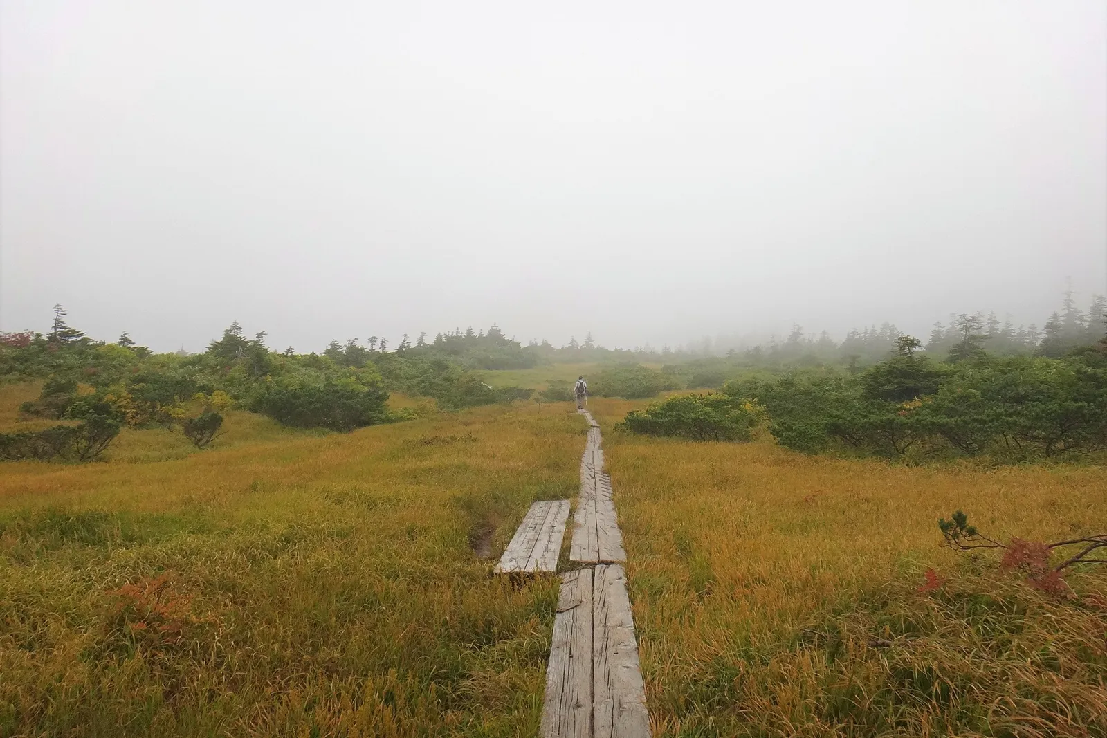 霧の中の上毛無岱の木道と草紅葉