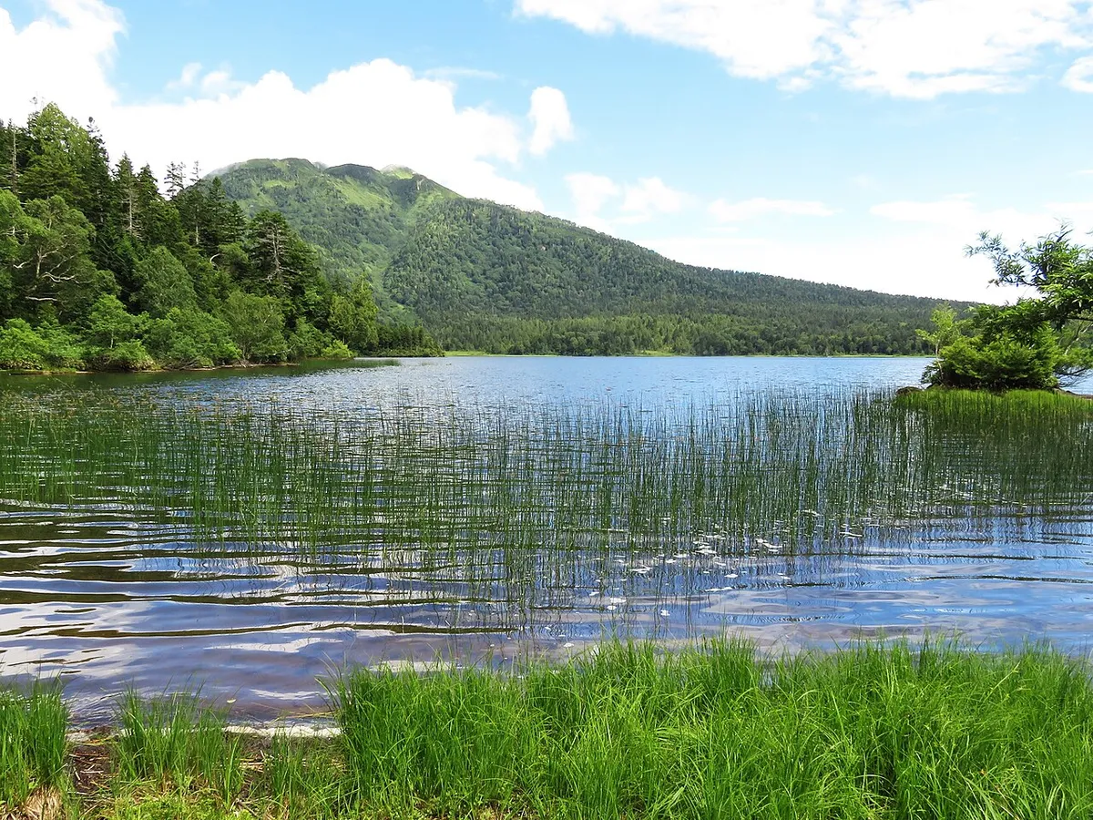 湖畔から望む緑の山と水辺の植物