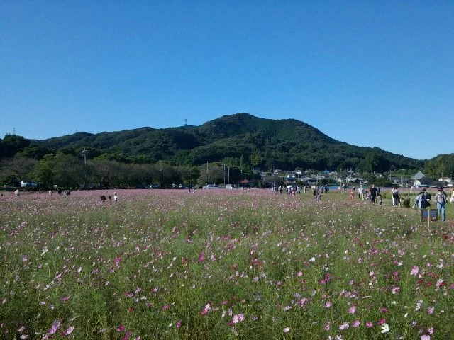 巾着田のコスモス畑の向こうに、こんもりとした日和田山が見える
