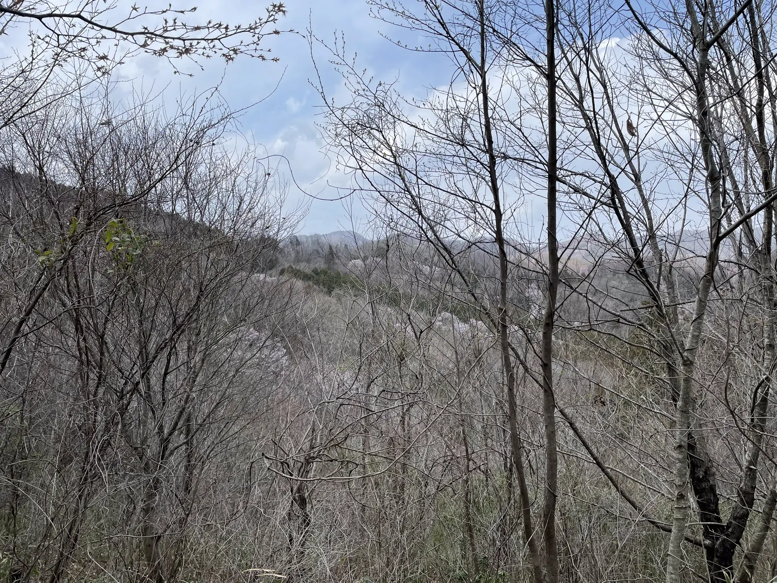 宝登山の登山道