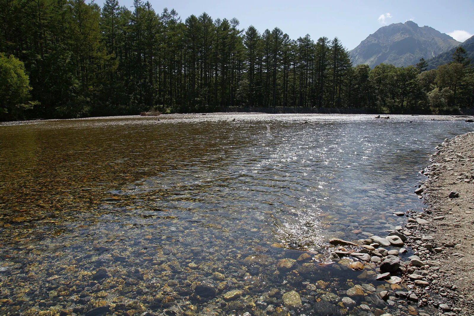 上高地梓川清澈的河水与河岸树木