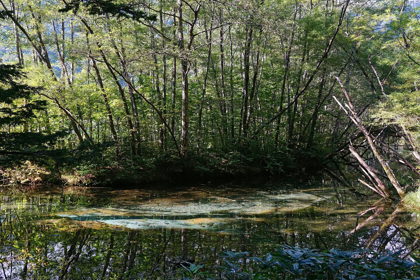 上高地大正池，湖面与枯木，远方可见山峰