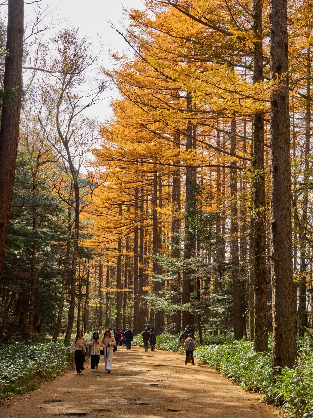 People walking a dirt path through tall larch trees with yellow autumn needles at Kamikochi
