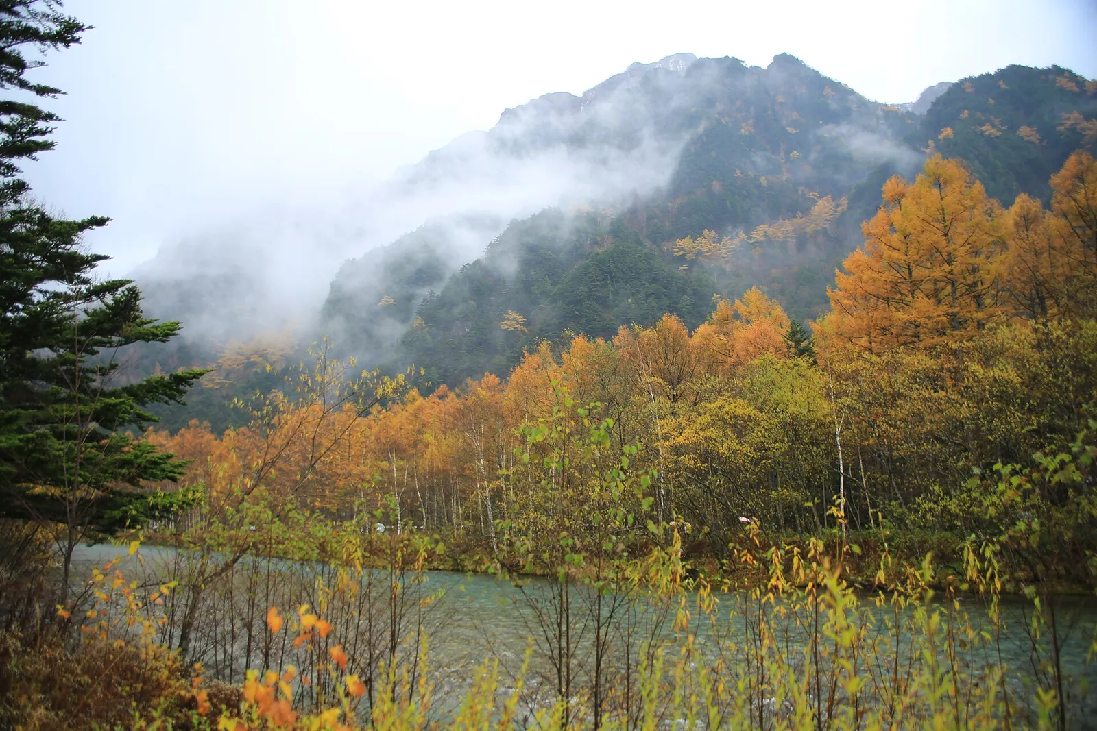 雲のかかった穂高の山並みの手前で、梓川沿いのカラマツ林が金色に色づいている