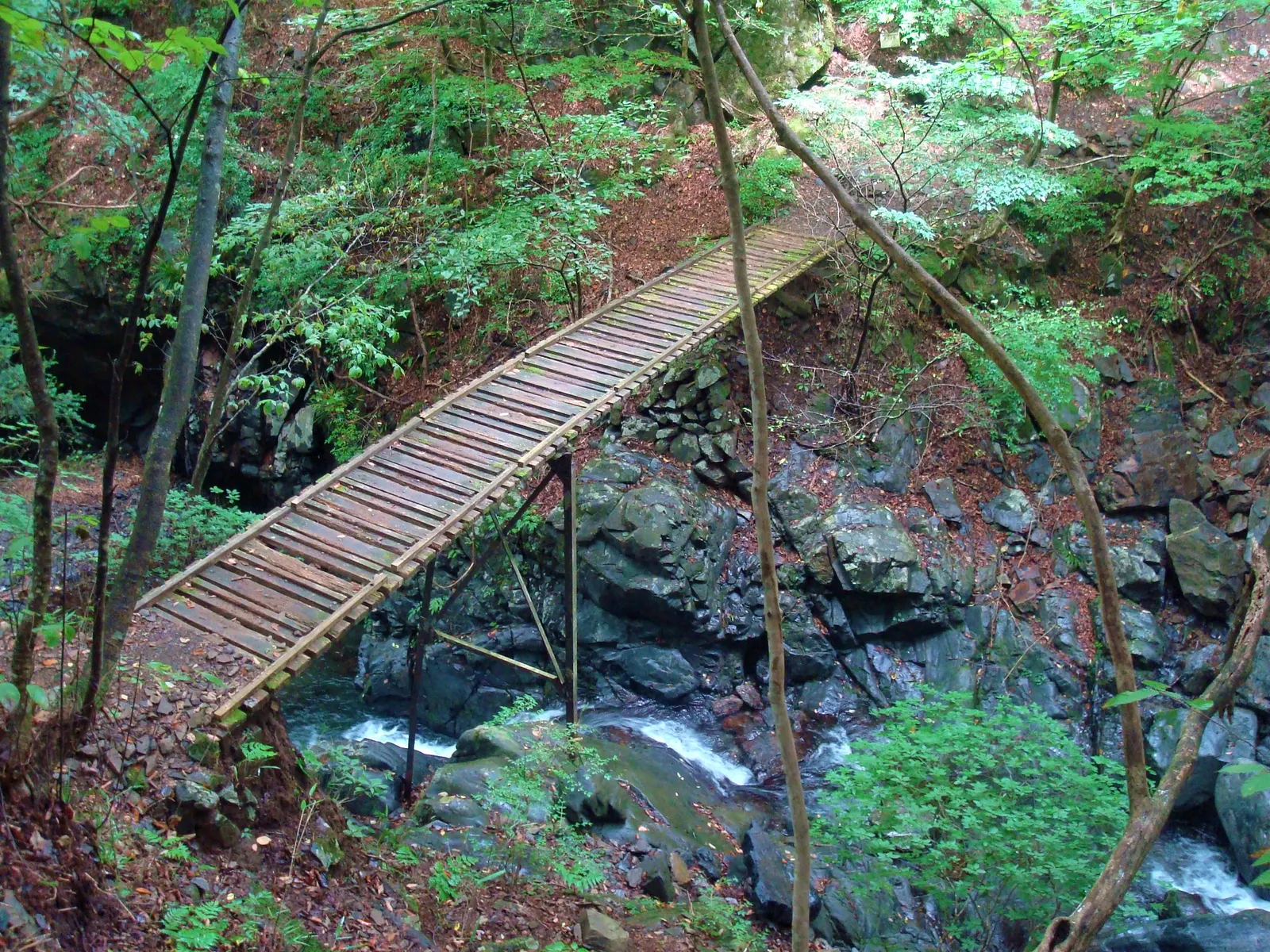 川苔谷の木橋