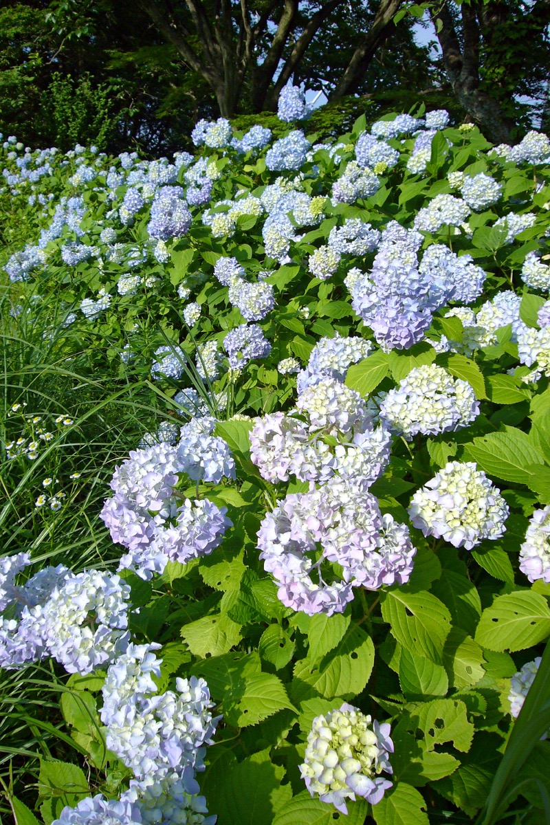 古賀志山登山ガイド｜梅雨のアジサイが見ごろ・宇都宮から行ける岩場と花の低山ハイキング
