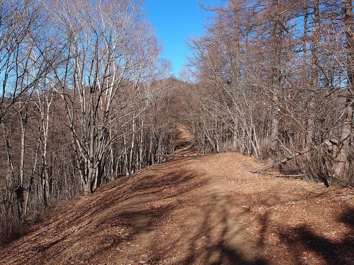 落葉した木々の間を抜ける、七ツ石山から雲取山へ続く石尾根の登山道