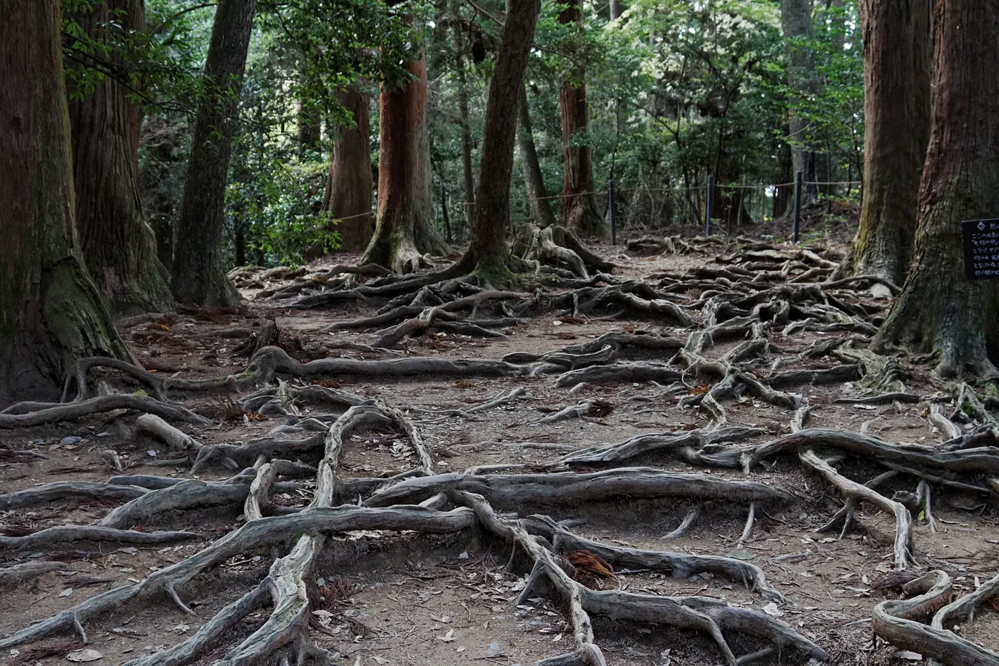 A net of exposed, tangled tree roots covering the forest floor between tall cedar trunks on Mount Kurama
