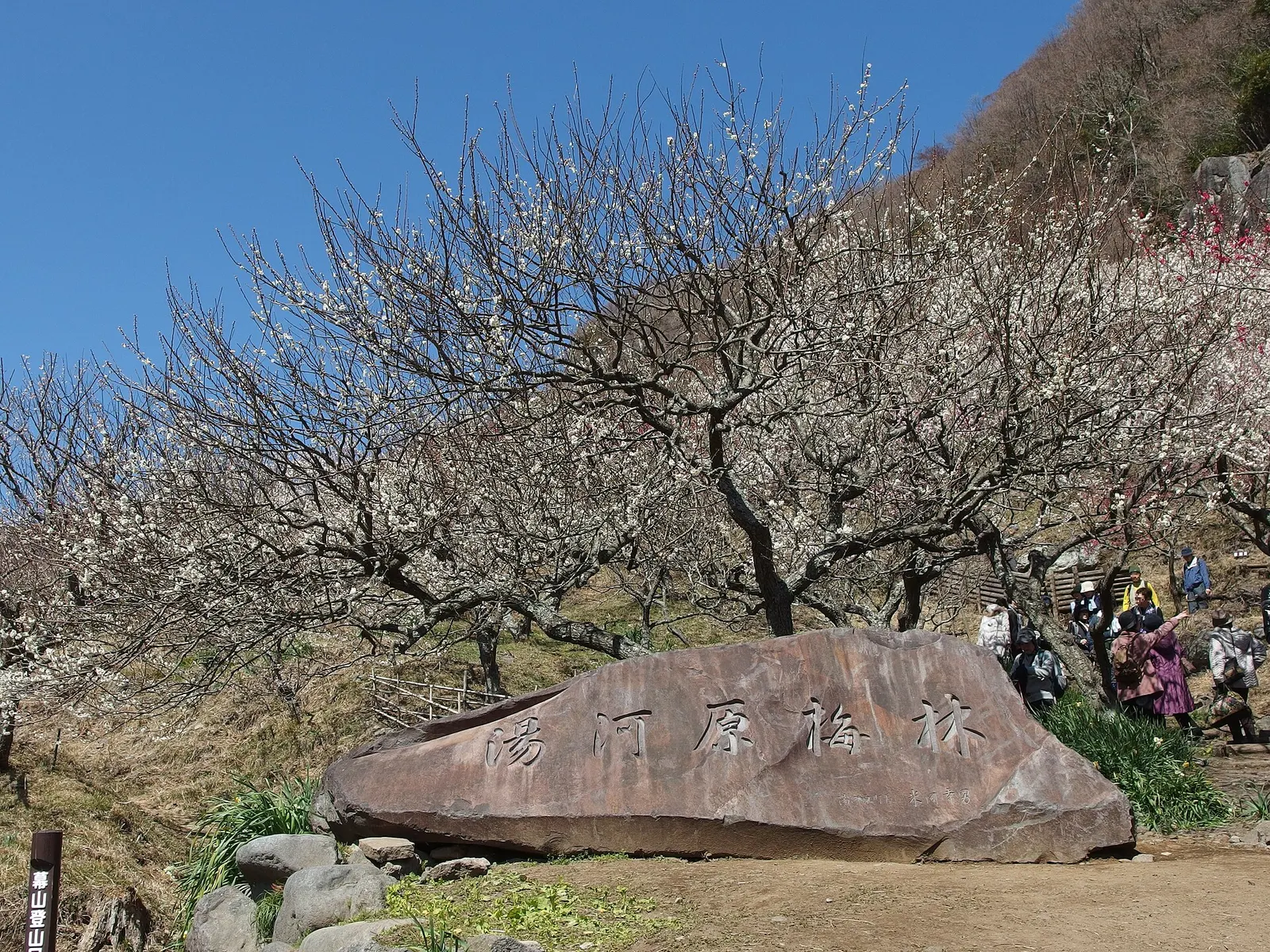 幕山公園の梅林