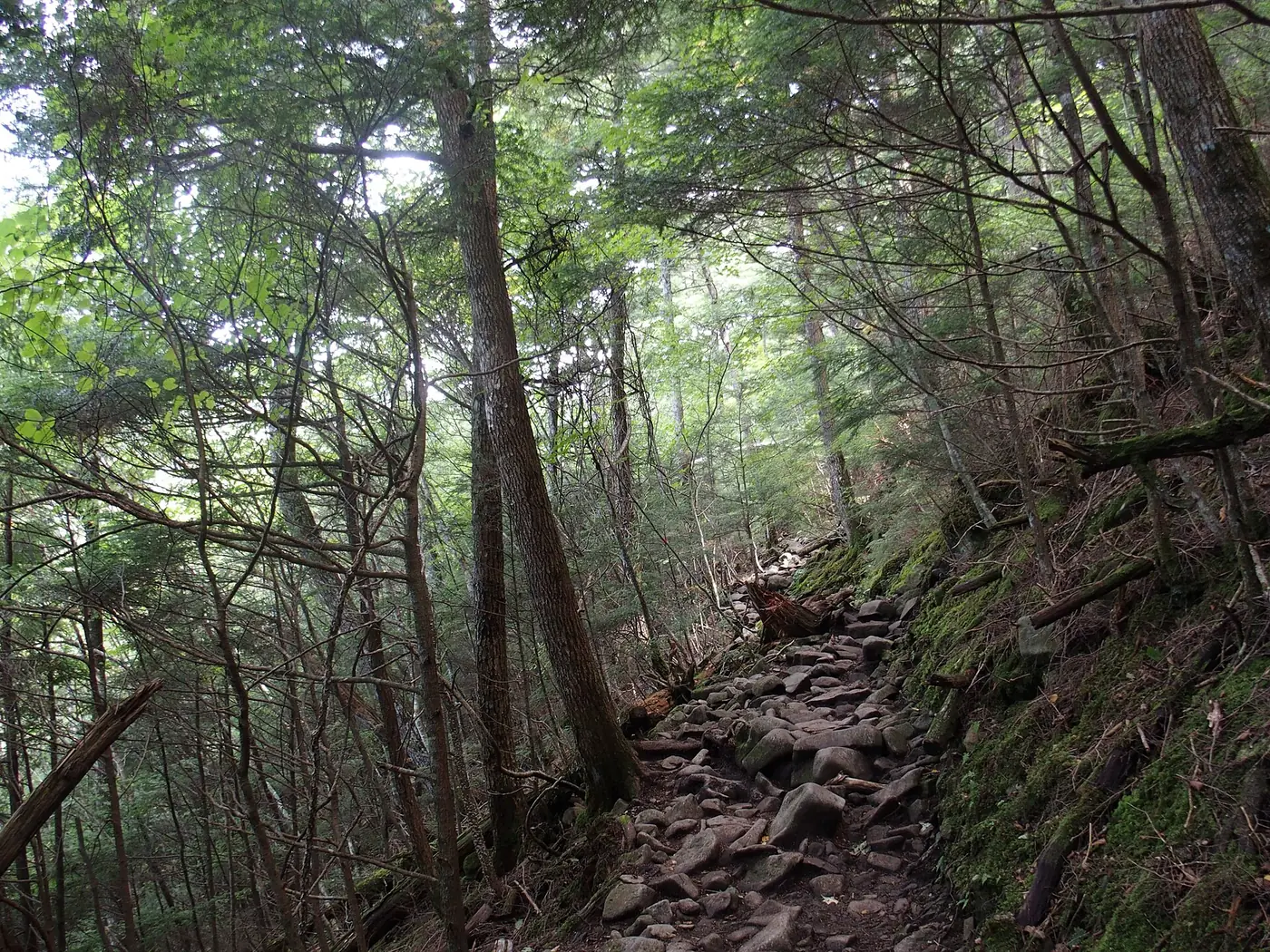 針葉樹と広葉樹が混じる森のなかを続く、石の多い登山道