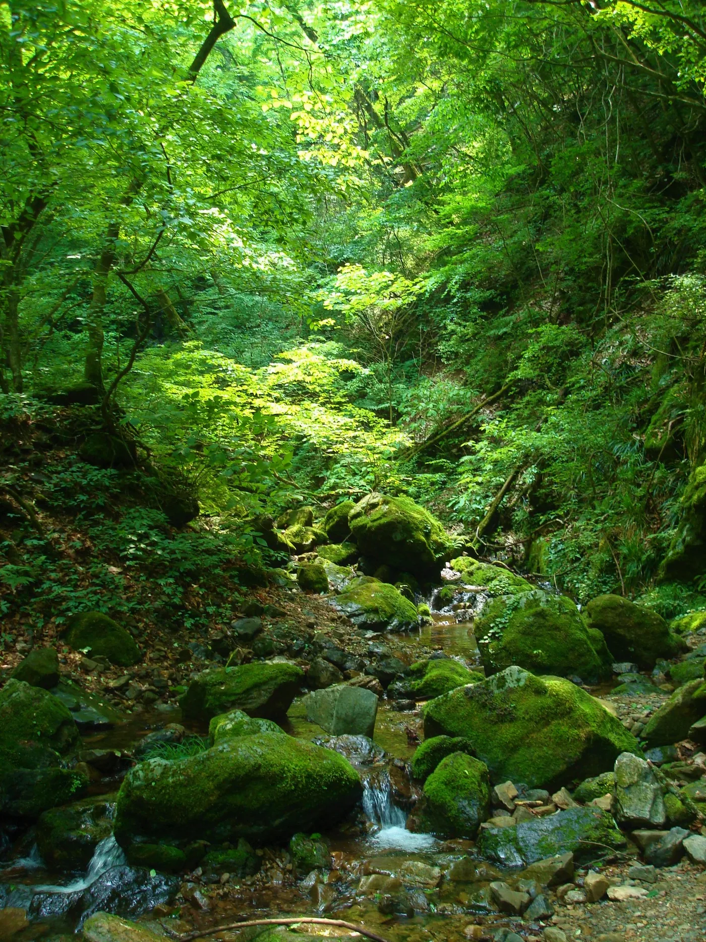 Moss-covered rocks along the Rock Garden stream trail on Mount Mitake