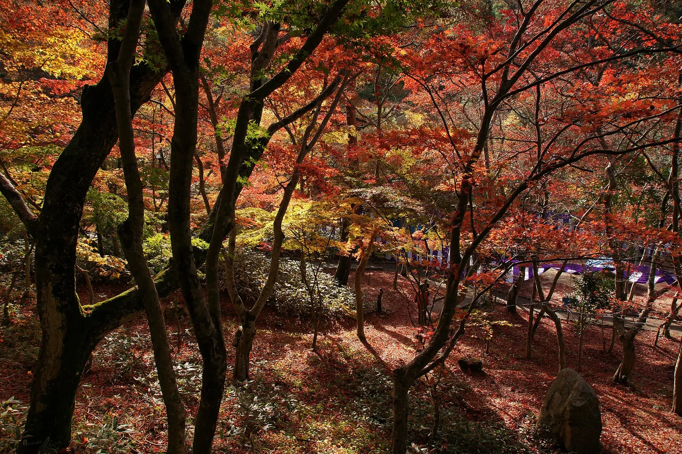 Red and orange maple leaves over the dark trunks of trees in Zuihoji Park, Arima Onsen