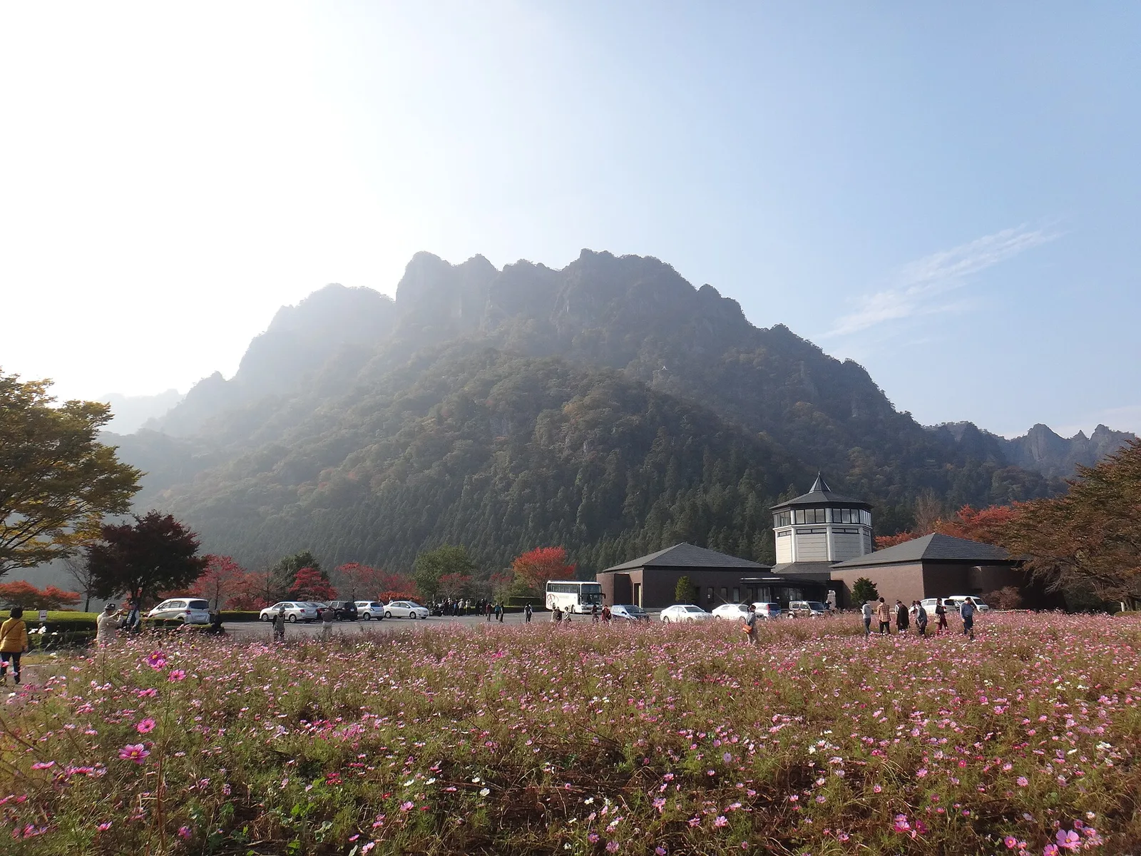 手前に広がるコスモス畑と、その奥にそびえるぎざぎざの稜線の妙義山