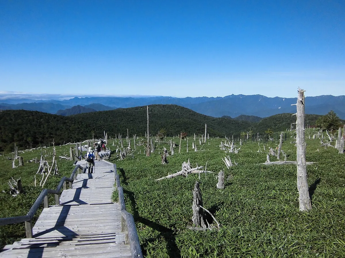 木道が続く正木ヶ原と立ち枯れた木、遠くの山並み