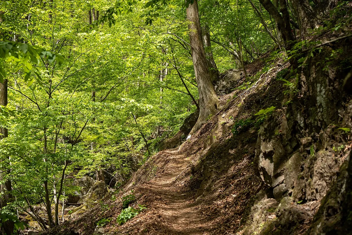 新緑の中、木の根と岩が出た両神山の登山道
