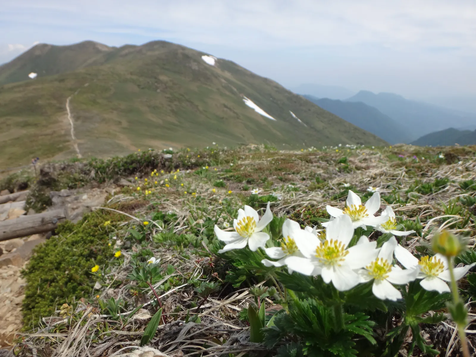 手前に白いハクサンイチゲの花が咲き、その奥に残雪のある仙ノ倉山の山頂部が見える写真