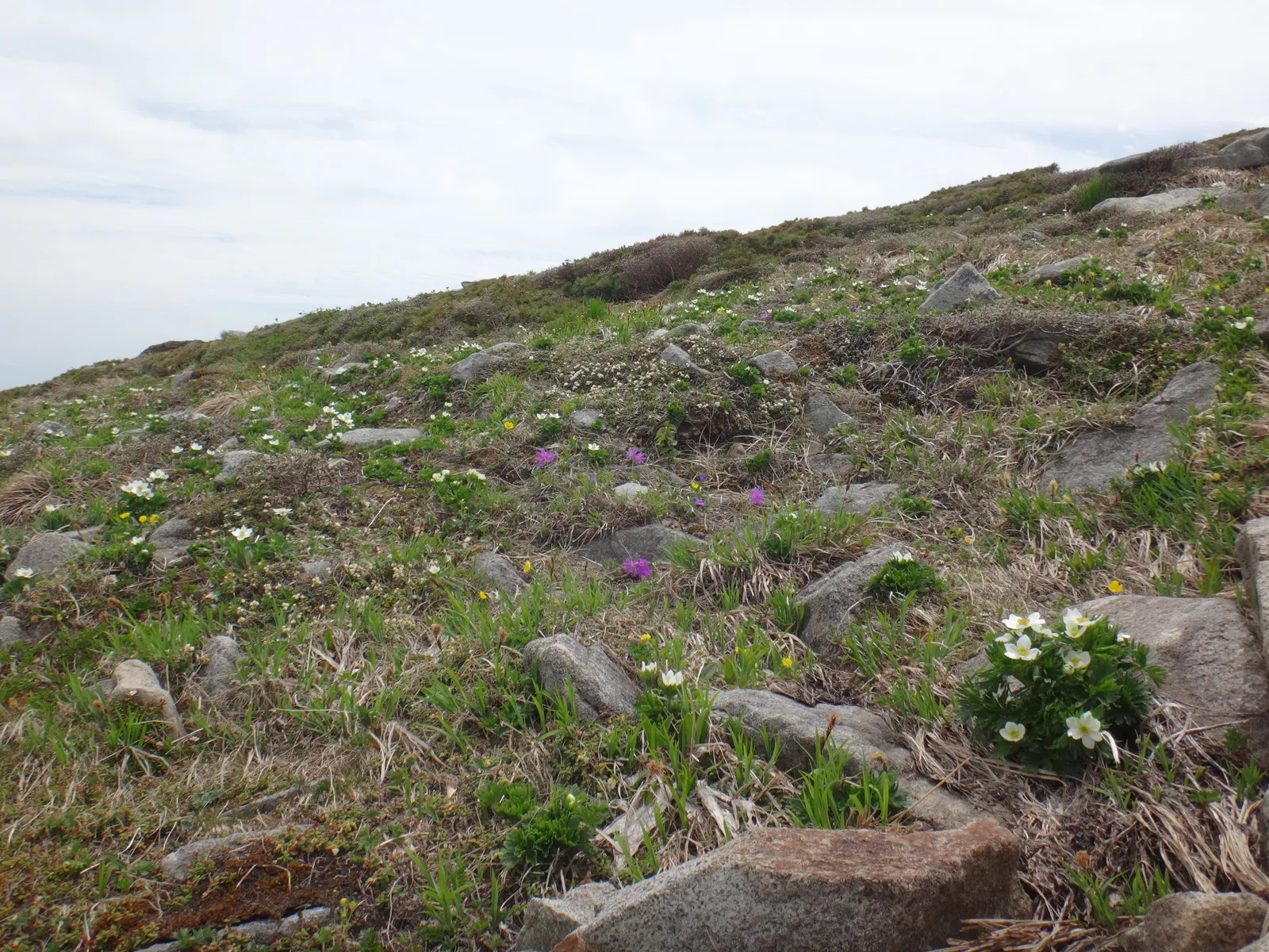 平標山から仙ノ倉山の間の、岩の点在する草原の斜面に白いハクサンイチゲの花が咲いている写真