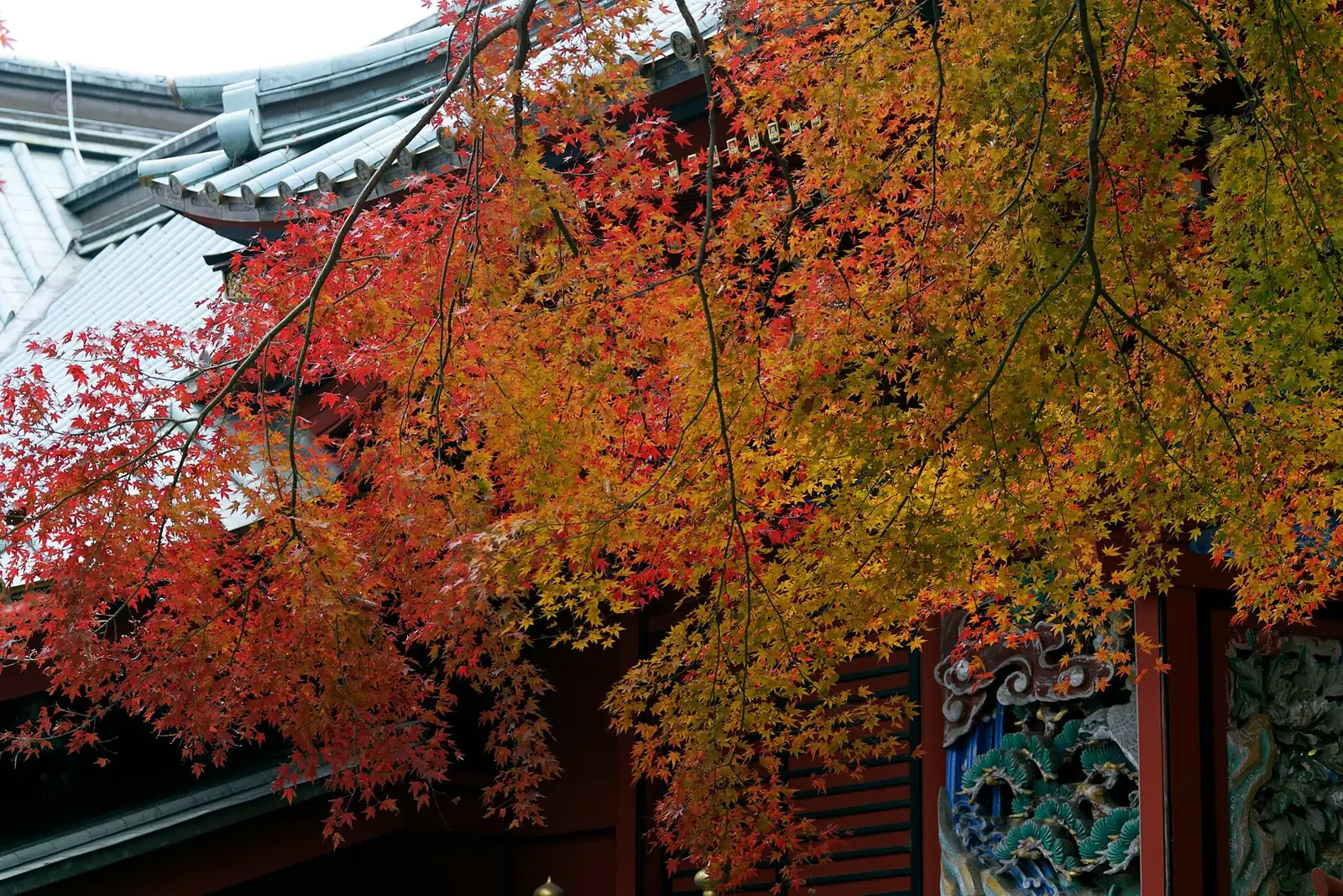 Red and orange autumn leaves beside the buildings of Yakuo-in Temple on Mt. Takao