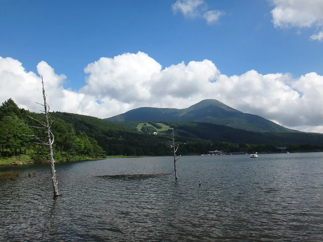 女神湖の静かな湖面と針葉樹の森の向こうにそびえる端正な円錐形の蓼科山