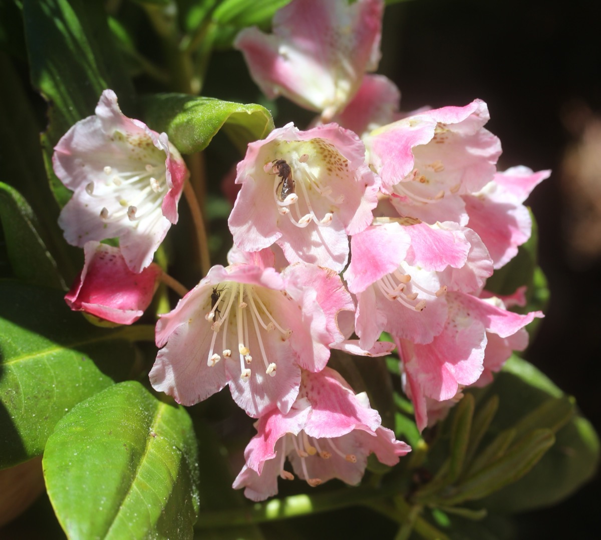 梅雨入り前に登っておきたい山10選｜シャクナゲ・ツツジが見ごろの5月下旬おすすめコース