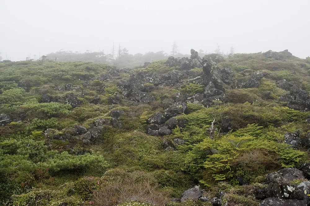 霧に包まれた坪庭の溶岩台地。ハイマツなどの低木と岩が広がっている